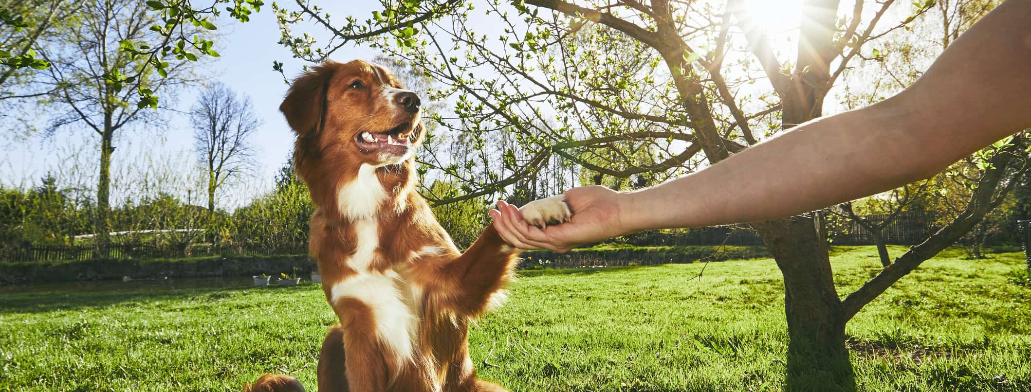 The Canine Classroom: Mastering the Art of Dog Training